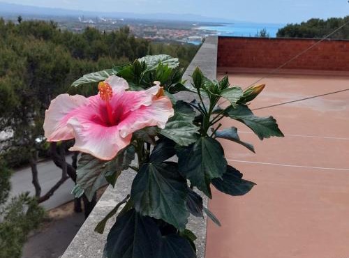 Hibiscus