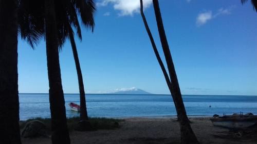 Palm View