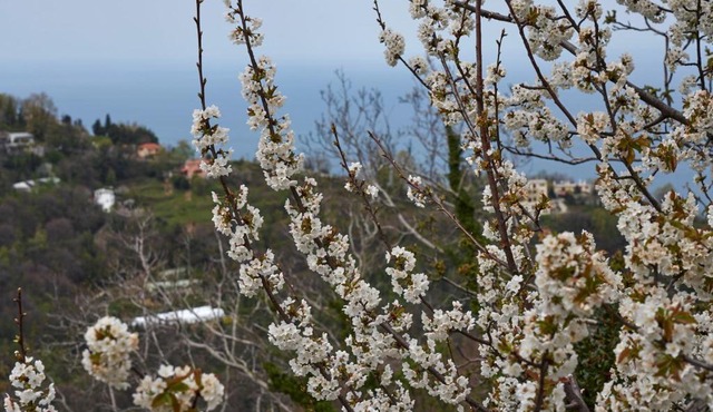 Thalassoxyla